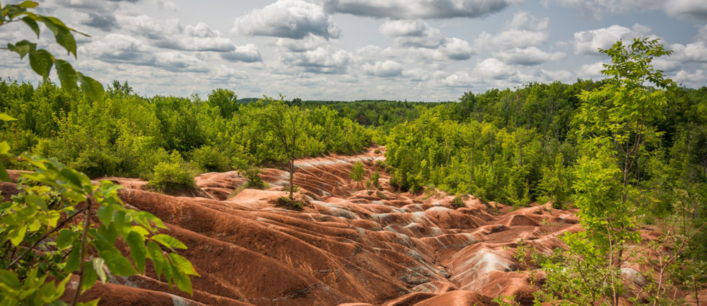 12 passenger van rental